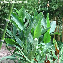 Canna Annaei Omega copyright www.PerkGroen.nl